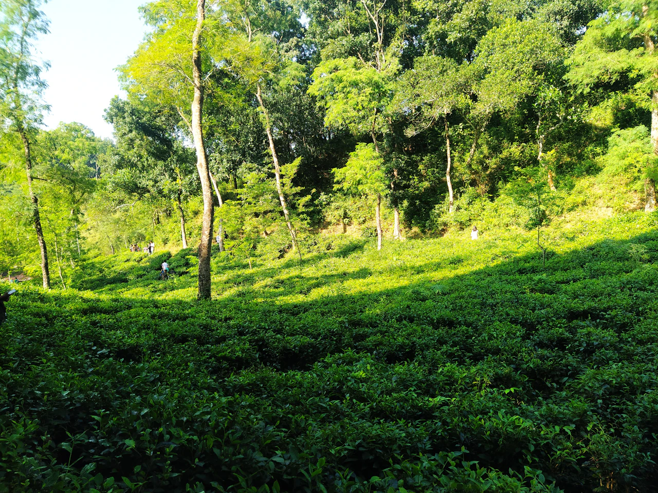 Théiers sous de grands arbres d'ombrage au jardin de thé de Lakkatura