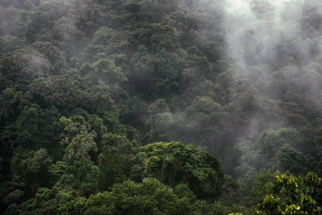 Nebbia sulla foresta pluviale vicino al vulcano Poás