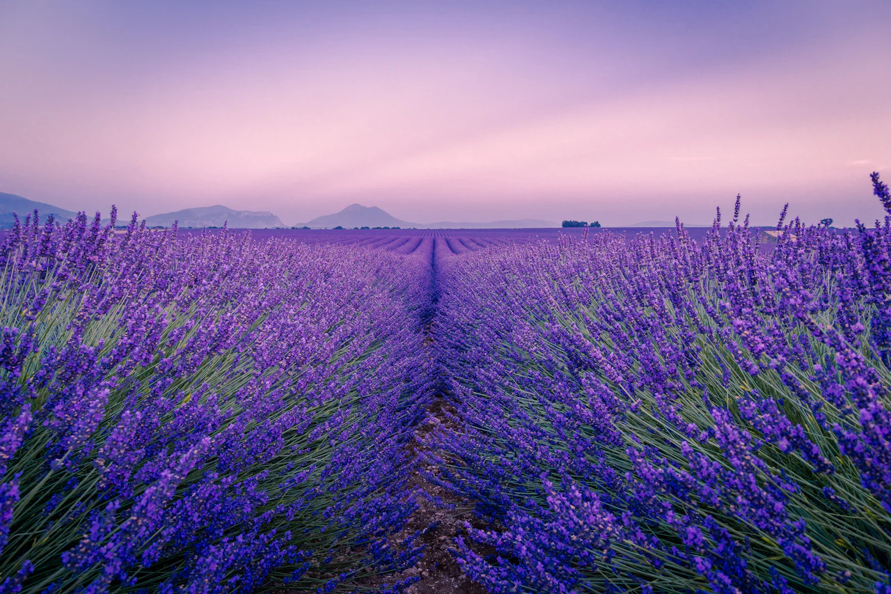 Hileras de lavanda en flor cerca de Valensole, en la Provenza