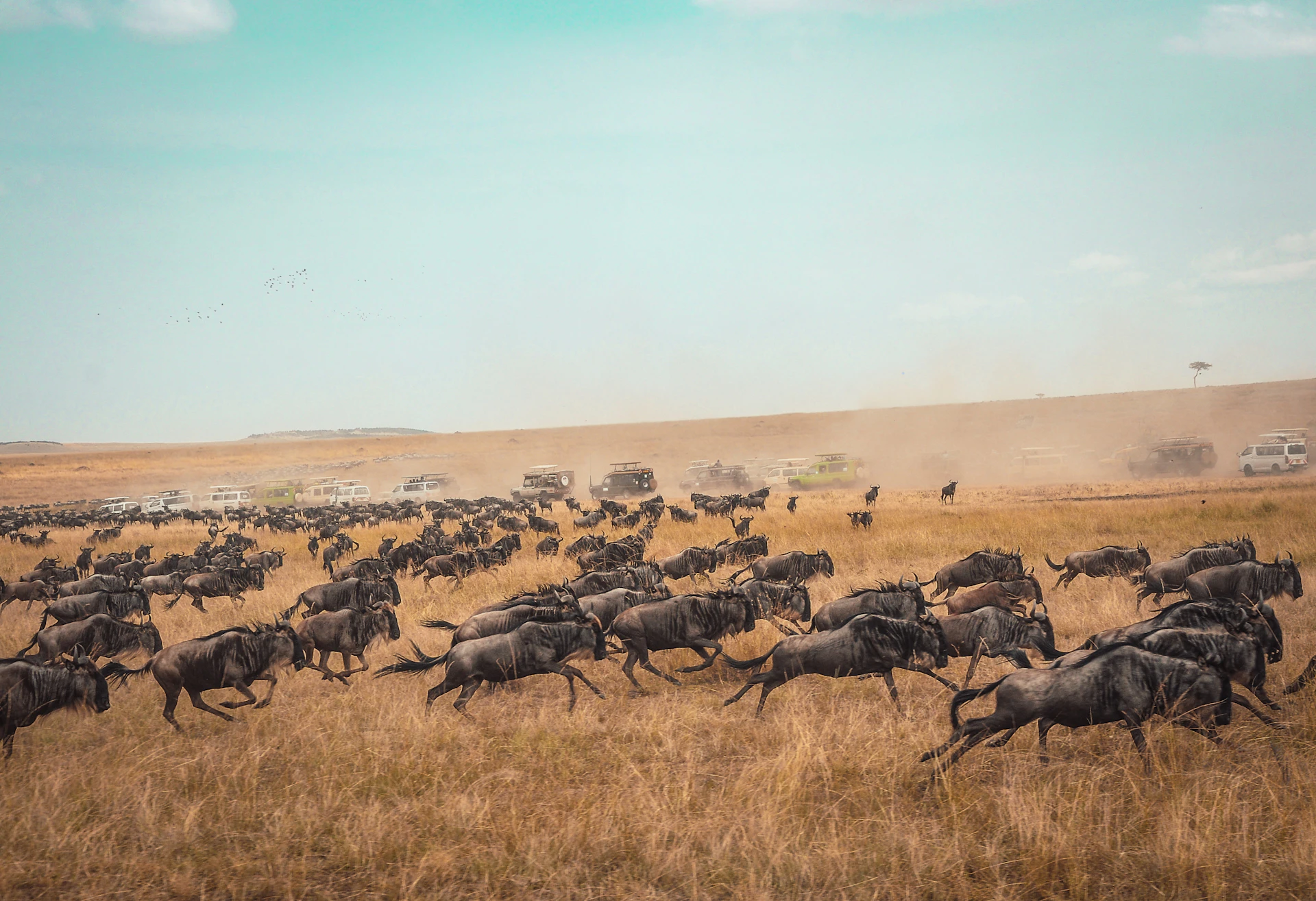 Gnus durchqueren während der Großen Migration die Ebenen der Maasai Mara