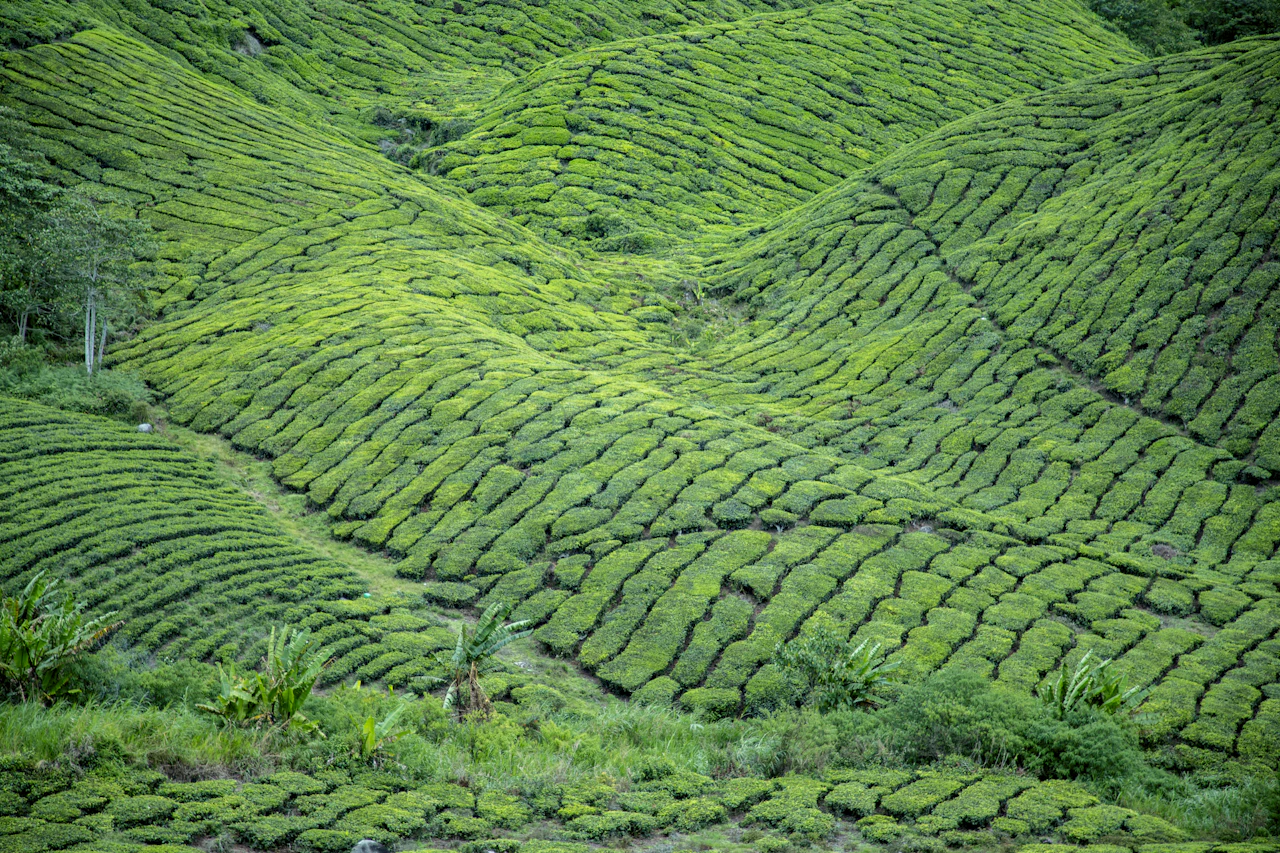 Hileras de arbustos de té cubriendo las colinas de las Cameron Highlands