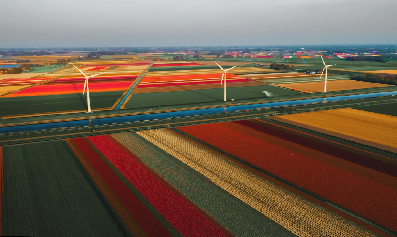 Bandes de champs de tulipes colorés vus du ciel