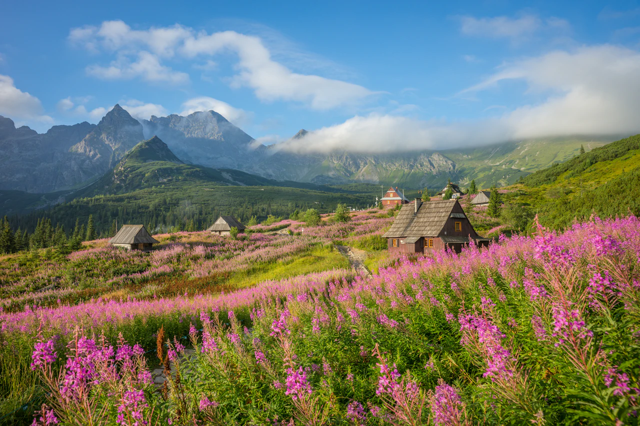 Wildblumen auf einer Wiese unterhalb der Tatra