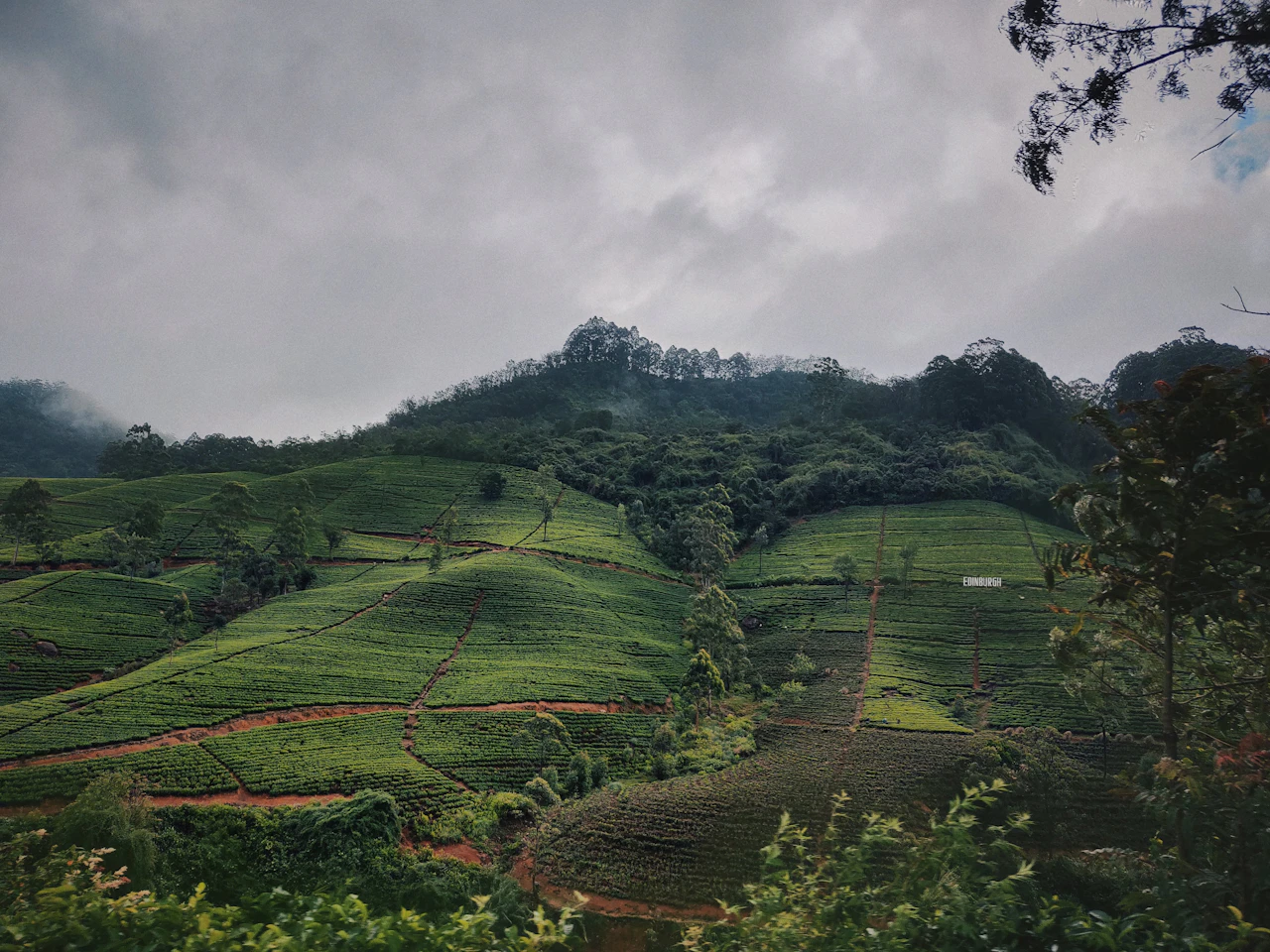 Plantations de thé sur les collines autour de Nuwara Eliya