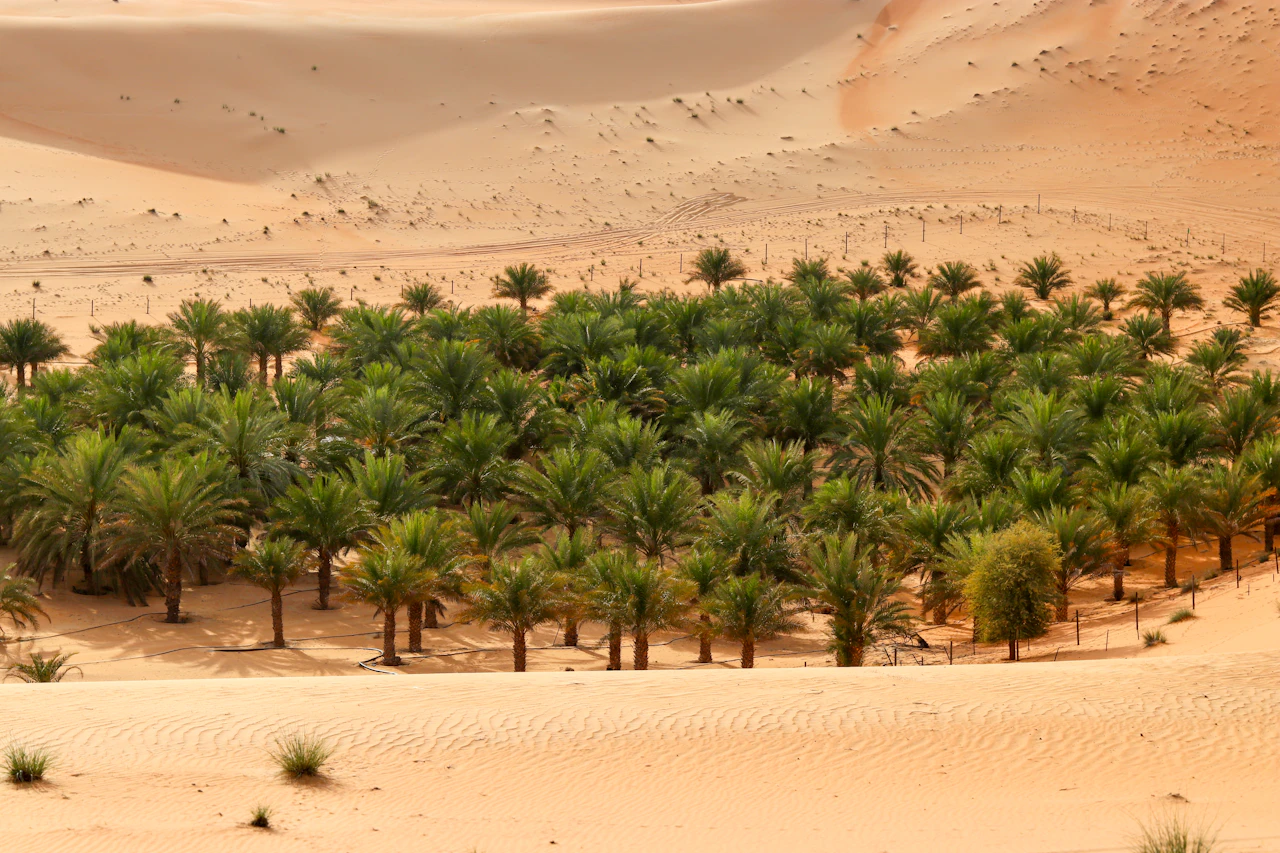 أشجار النخيل في واحة بين الكثبان الرملية في صحراء ليوا